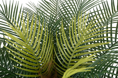 Palmier artificial H130cm Phoenix roebelenii cu 24 frunze cu protectie UV