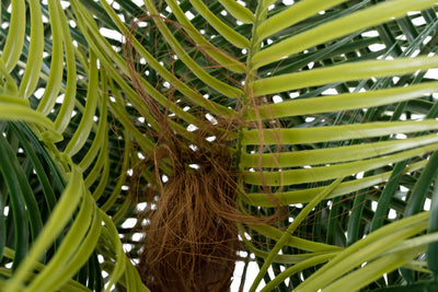 Palmier artificial H130cm Phoenix roebelenii cu 24 frunze cu protectie UV