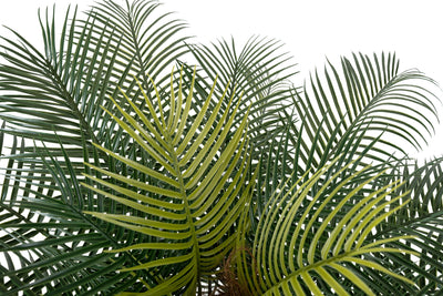 Palmier artificial H130cm Phoenix roebelenii cu 24 frunze cu protectie UV