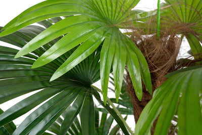 Palmier artificial H150cm Chamaerops humilis cu 18 frunze