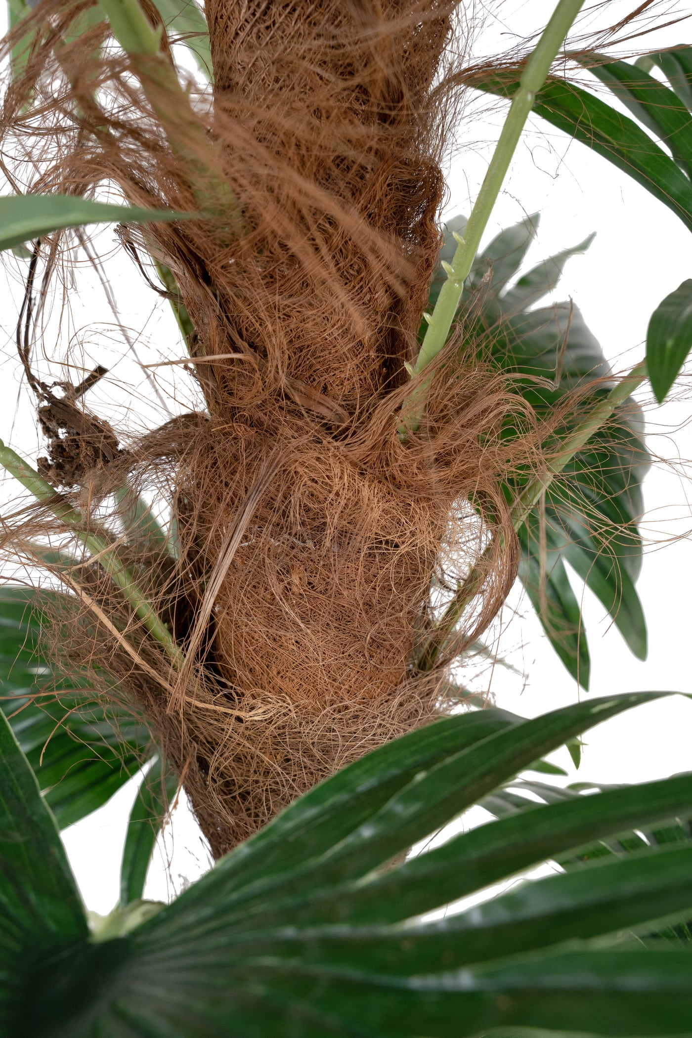 Palmier artificial H150cm Chamaerops humilis cu 18 frunze