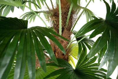 Palmier artificial H180cm Chamaerops humilis cu 2 tulpini si 28 frunze