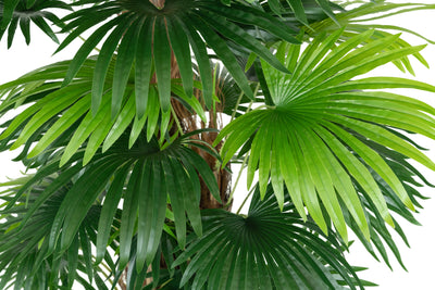Palmier artificial H180cm Chamaerops humilis cu 48 frunze