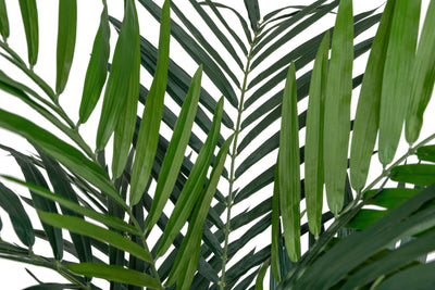 Palmier artificial H180cm Kentia cu 21 frunze