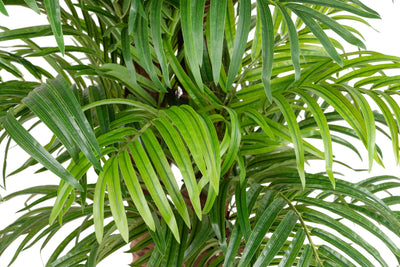 Palmier artificial H180cm Phoenix roebelenii cu 32 frunze