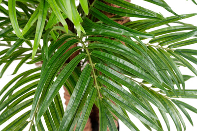 Palmier artificial H180cm Phoenix roebelenii cu 32 frunze