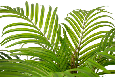 Palmier artificial H180cm Phoenix roebelenii cu 36 frunze