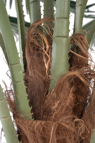 Palmier artificial H200cm Washingtonia. coroana D300cm cu protectie UV