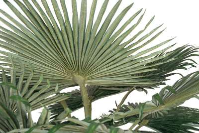 Palmier artificial H200cm Washingtonia. coroana D300cm cu protectie UV