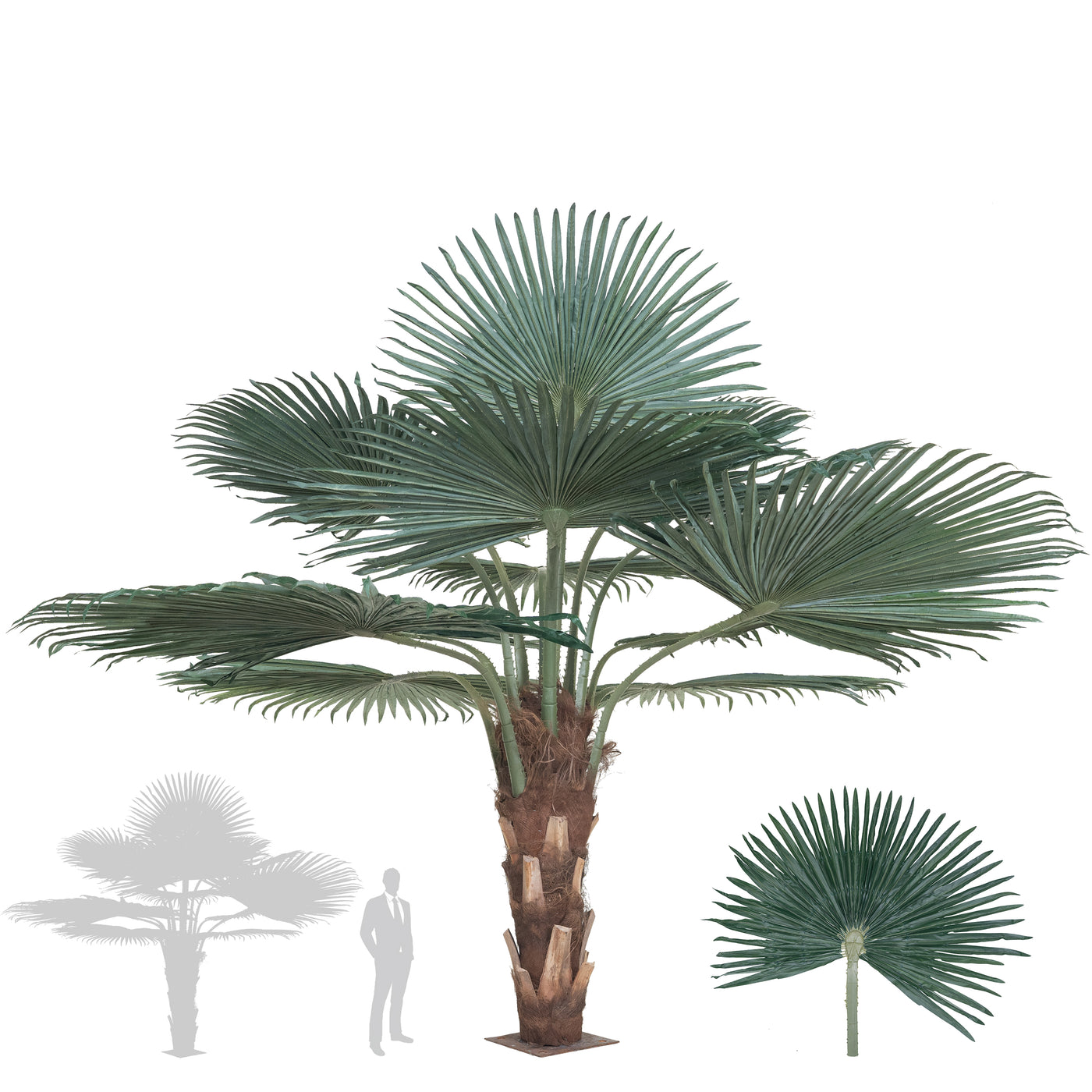 Palmier artificial H200cm Washingtonia cu trunchi natural. coroana D300cm cu protectie UV
