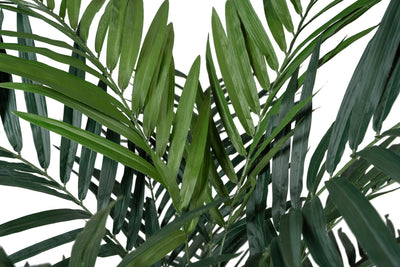 Palmier artificial H210cm Kentia cu 24 frunze