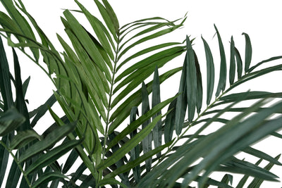 Palmier artificial H210cm Kentia cu 24 frunze