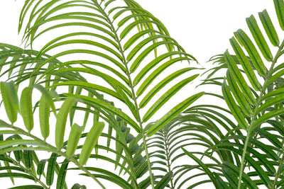 Palmier artificial H210cm Lady palm cu 21 tulpini si 21 frunze