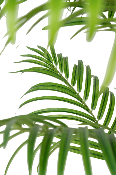 Palmier artificial H210cm Lady palm cu 21 tulpini si 21 frunze