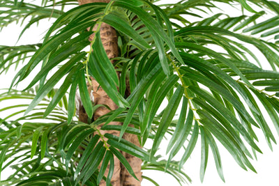 Palmier artificial H210cm Phoenix roebelenii cu 42 frunze