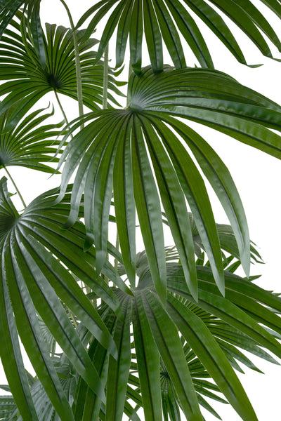 Palmier artificial H220cm Washingtonia cu 20 frunze cu protectie UV