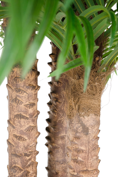 Palmier artificial H230cm Phoenix roebelenii