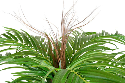 Palmier artificial H230cm Phoenix roebelenii