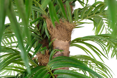 Palmier artificial H230cm Phoenix roebelenii