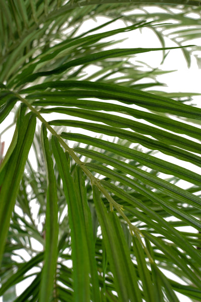 Palmier artificial H240cm Areca De Luxe cu 2 trunchiuri