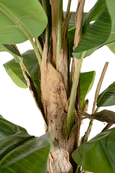 Palmier artificial H240cm Banan cu 16 frunze