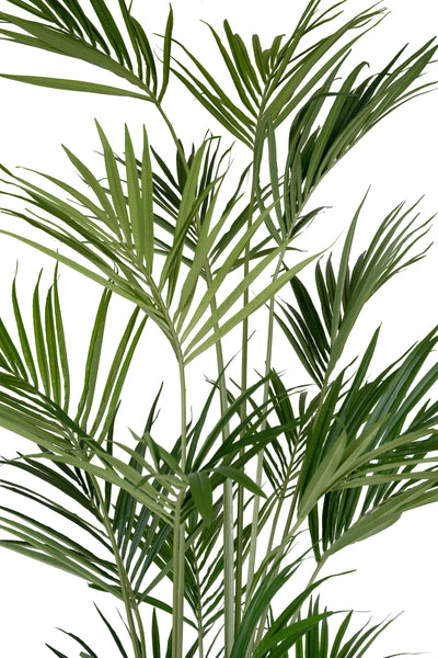 Palmier artificial H270cm Kentia