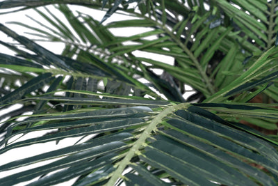 Palmier artificial H300cm Phoenix exotic. coroana D420cm cu protectie UV