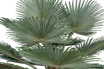 Palmier artificial H300cm Washingtonia. coroana D370cm cu protectie UV