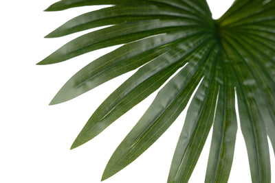 Palmier artificial H50cm Chamaerops humilis cu 7 frunze