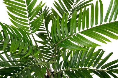 Palmier artificial H90cm Areca cu 525 frunze