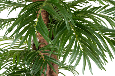 Palm artificial H200cm Phoenix roebelenii cu 42 frunze