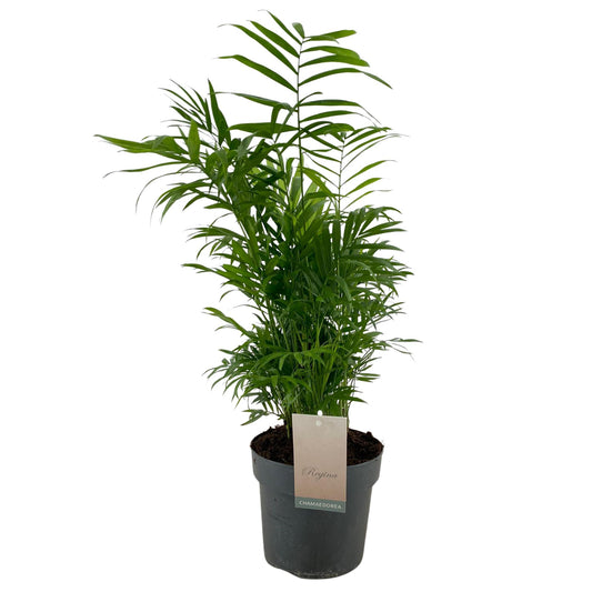 Palmier natural Chamaedorea elegans D30xH65cm PS17/14cm in pamant
