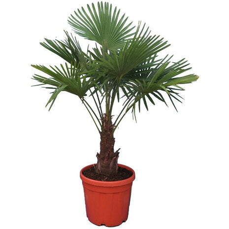 Palmier rezistent la frig Trachycarpus fortunei trunchi 30-40cm cu H(120-140) cm