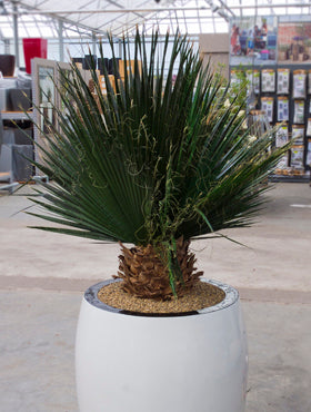 Palmier Washingtonia 90 cm