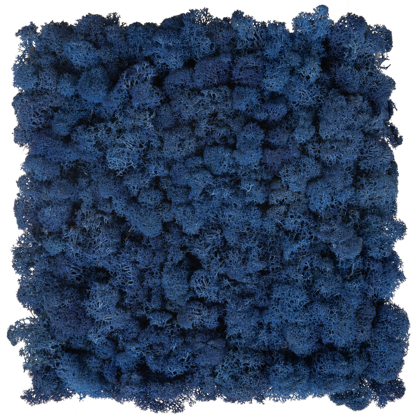 Panou licheni conservati 30x30 cm albastru cobalt