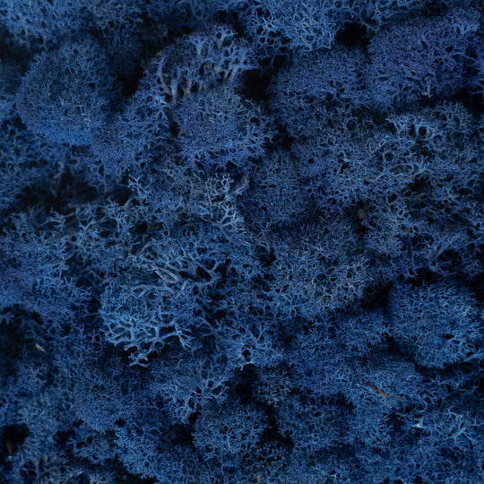 Panou licheni conservati 30x30 cm albastru cobalt RR15M