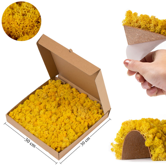 Panou licheni conservati 30x30 cm galben RR9D