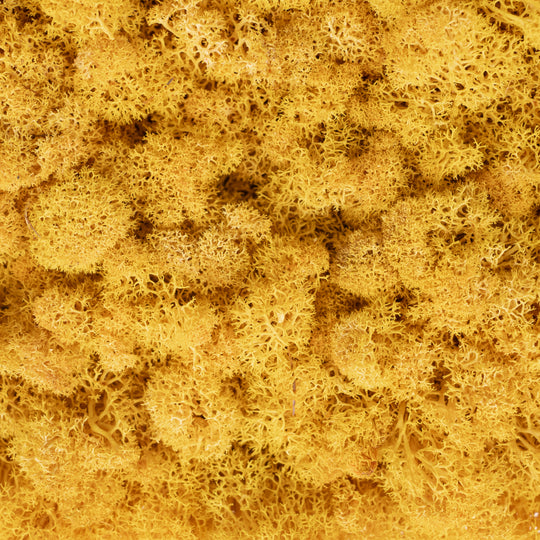 Panou licheni conservati 30x30 cm galben RR9D