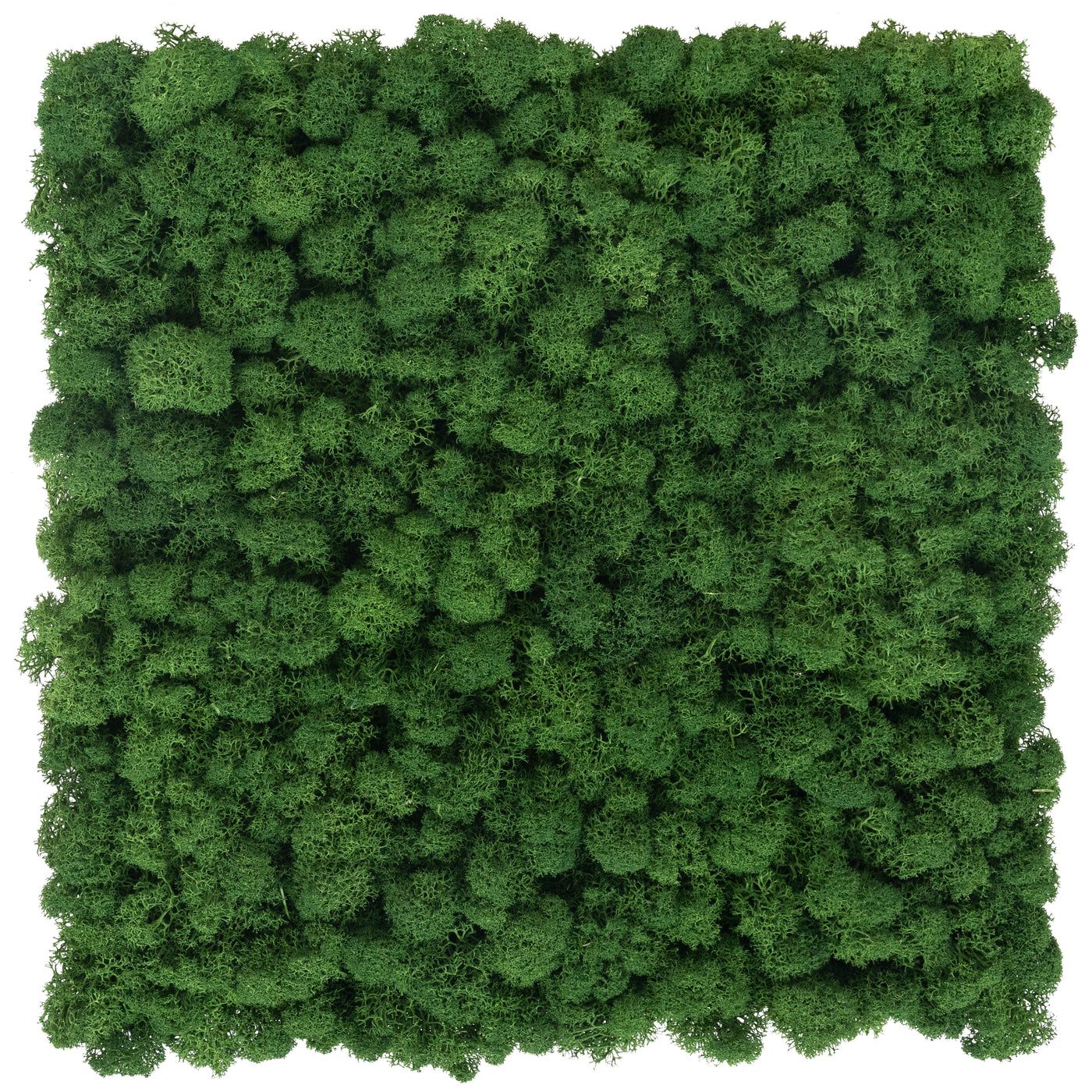 Panou licheni conservati 30x30 cm verde broccoli RR37