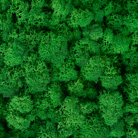 Panou licheni conservati 30x30 cm verde smarald mediu RR2MED