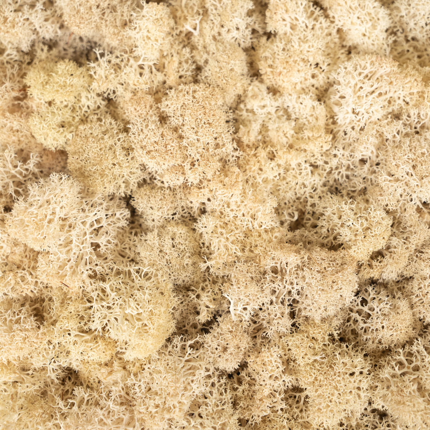 Licheni stabilizati panou 30x30 cm crem, gata lipiti