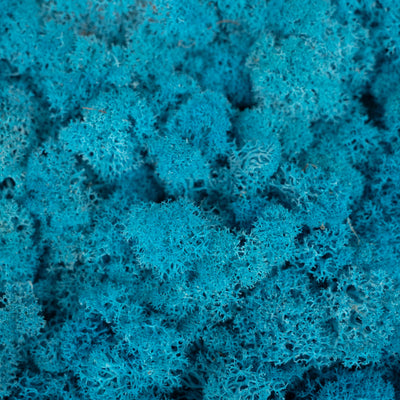 Licheni stabilizati panou 30x30 cm albastru metalizat, gata lipiti