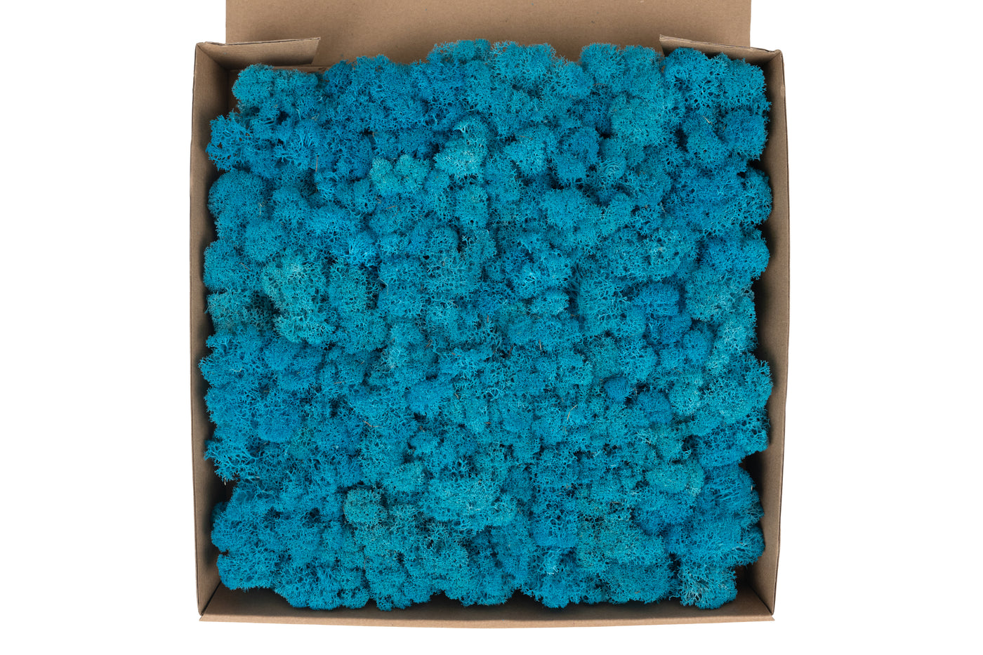 Licheni stabilizati panou 30x30 cm albastru metalizat, gata lipiti