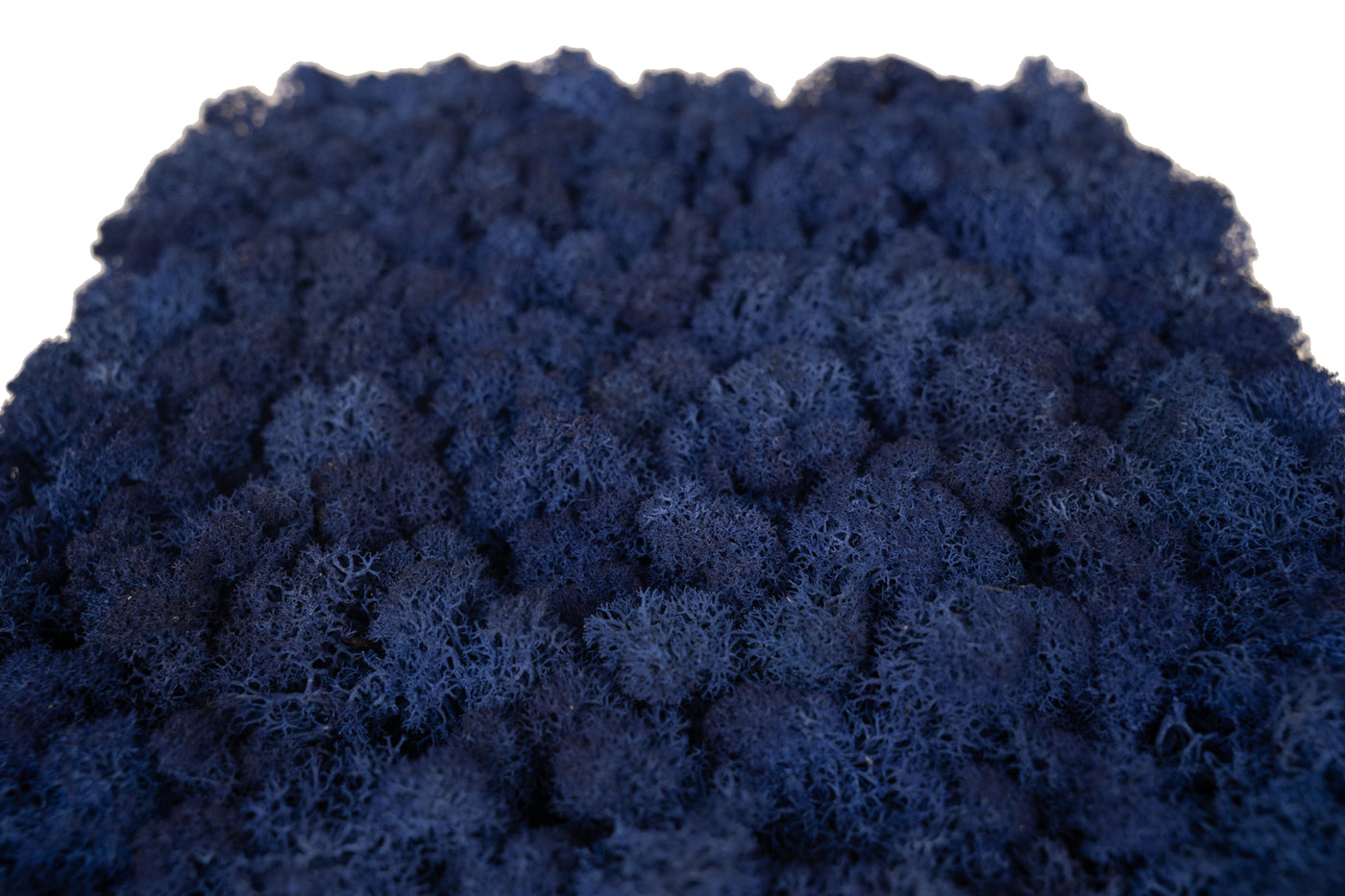 Licheni stabilizati panou 30x30 cm albastru cobalt, gata lipiti