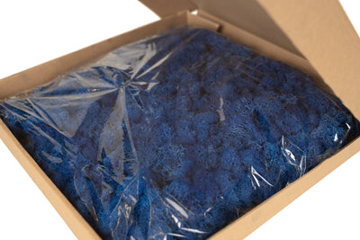 Panou licheni conservati 30x30 cm albastru cobalt