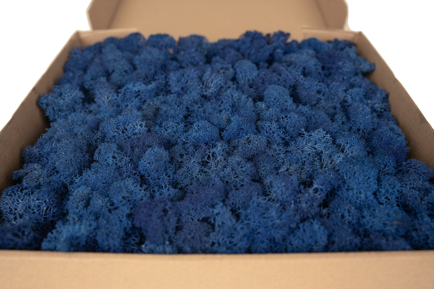 Panou licheni conservati 30x30 cm albastru cobalt