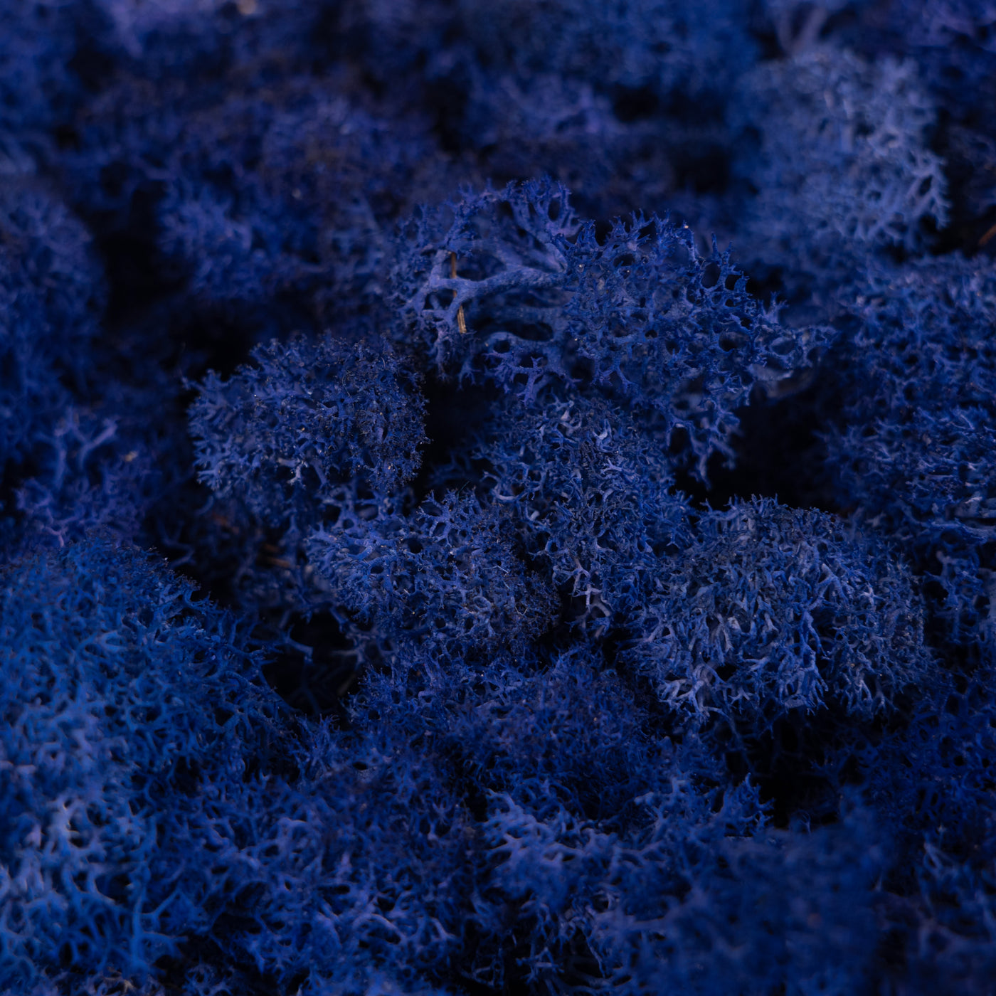 Licheni stabilizati panou 30x30 cm albastru purpuriu, gata lipiti