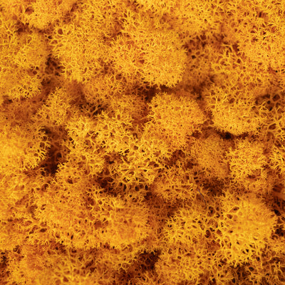 Licheni stabilizati panou 30x30 cm galben arsenic, gata lipiti