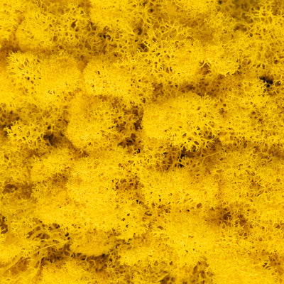 Licheni stabilizati panou 30x30 cm auriu, gata lipiti