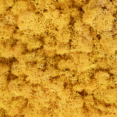 Panou licheni conservati 30x30 cm auriu